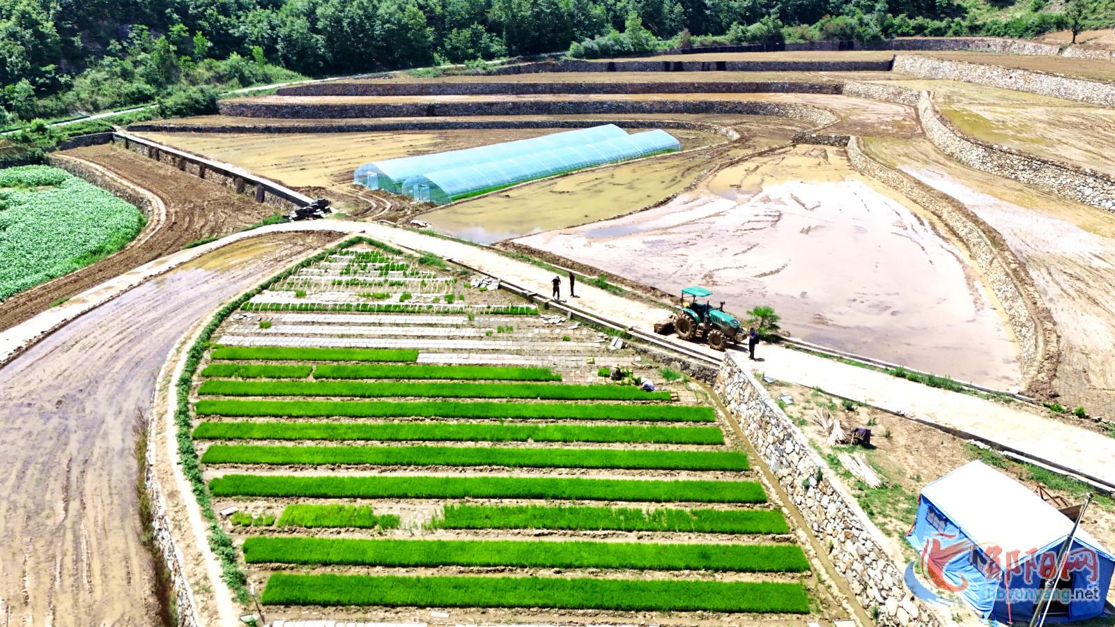 郧阳区白桑关镇：机械化育秧助力粮食安全