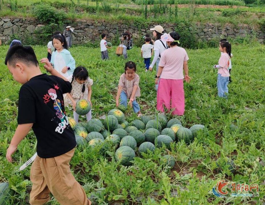 郧阳区安阳镇：好生态育好瓜 好产业促增收