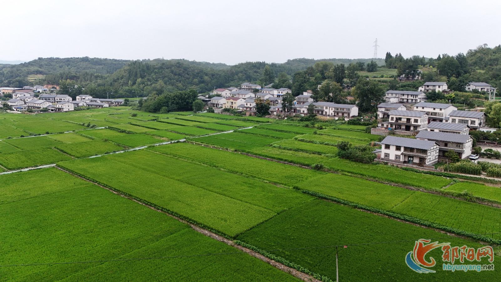郧阳区安阳镇：香稻满田园
