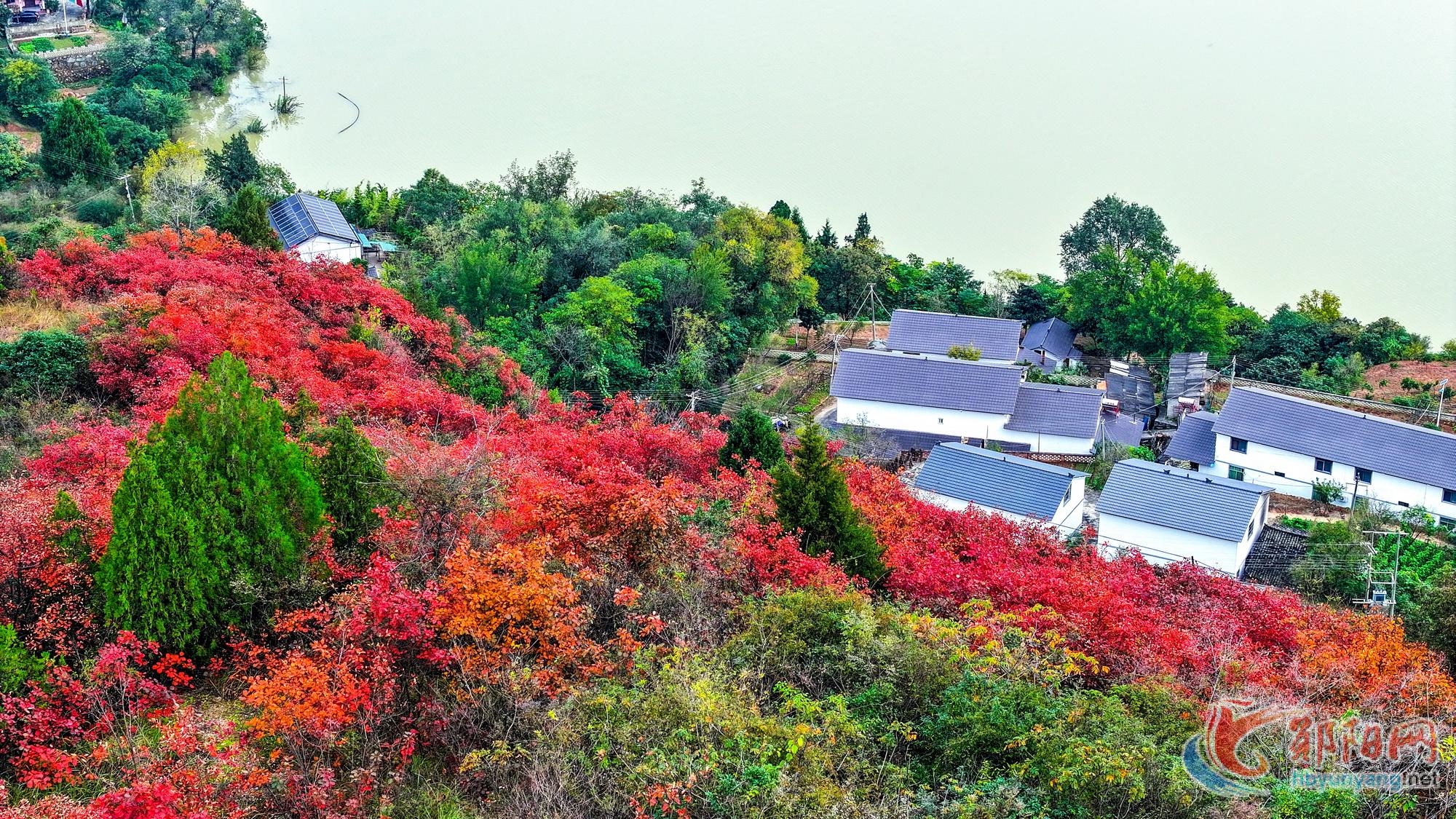 郧阳区：满山红叶似彩霞 